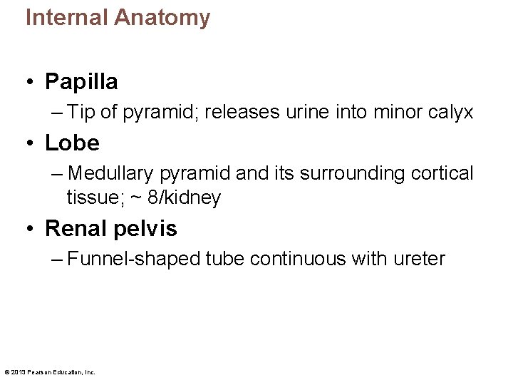 Internal Anatomy • Papilla – Tip of pyramid; releases urine into minor calyx •