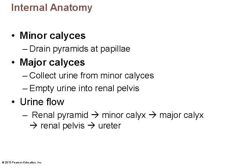 Internal Anatomy • Minor calyces – Drain pyramids at papillae • Major calyces –