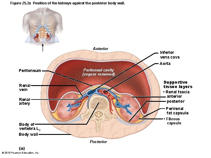Figure 25. 2 a Position of the kidneys against the posterior body wall. Anterior