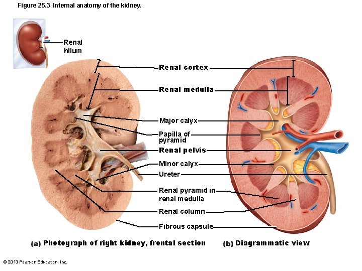 Figure 25. 3 Internal anatomy of the kidney. Renal hilum Renal cortex Renal medulla