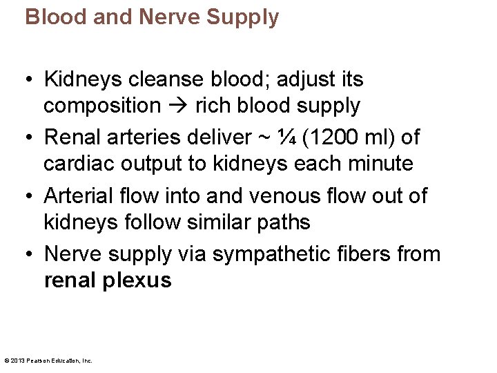 Blood and Nerve Supply • Kidneys cleanse blood; adjust its composition rich blood supply