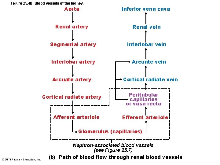 Figure 25. 4 b Blood vessels of the kidney. Aorta Inferior vena cava Renal