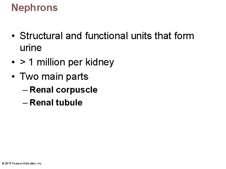 Nephrons • Structural and functional units that form urine • > 1 million per