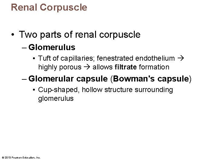 Renal Corpuscle • Two parts of renal corpuscle – Glomerulus • Tuft of capillaries;