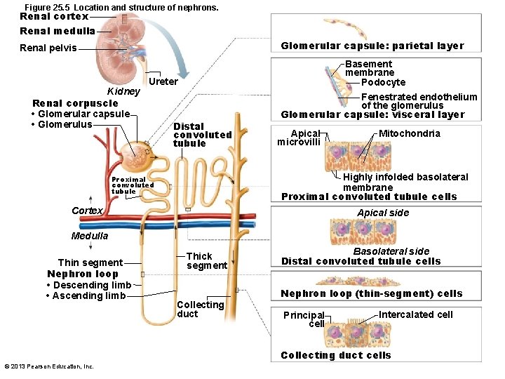 Figure 25. 5 Location and structure of nephrons. Renal cortex Renal medulla Glomerular capsule: