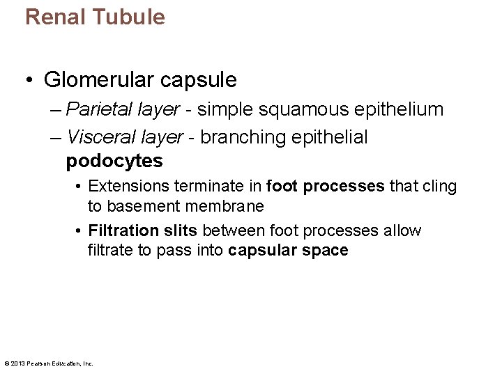 Renal Tubule • Glomerular capsule – Parietal layer - simple squamous epithelium – Visceral