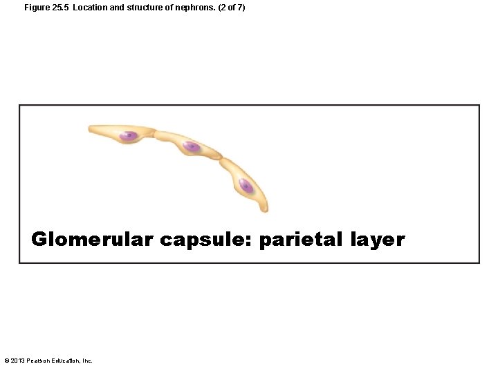 Figure 25. 5 Location and structure of nephrons. (2 of 7) Glomerular capsule: parietal