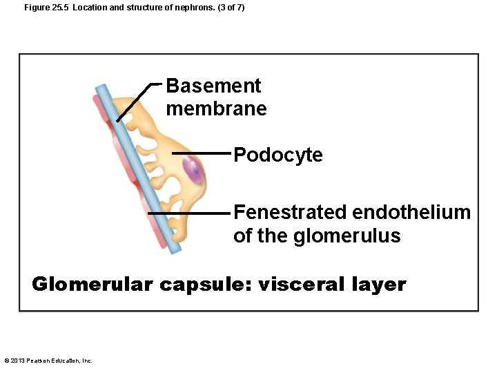 Figure 25. 5 Location and structure of nephrons. (3 of 7) Basement membrane Podocyte