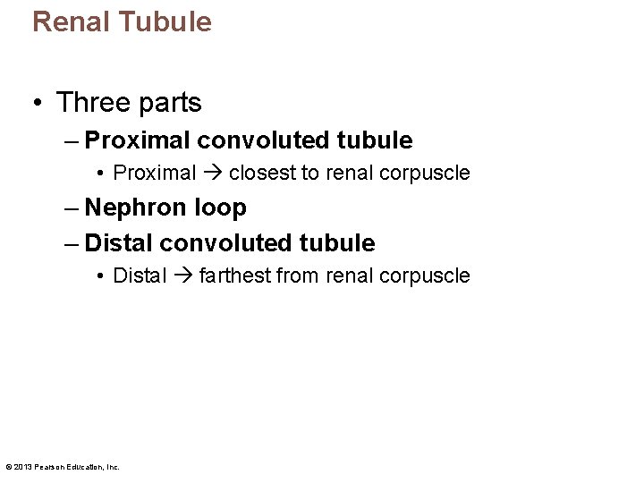 Renal Tubule • Three parts – Proximal convoluted tubule • Proximal closest to renal