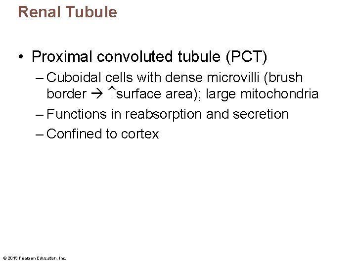 Renal Tubule • Proximal convoluted tubule (PCT) – Cuboidal cells with dense microvilli (brush