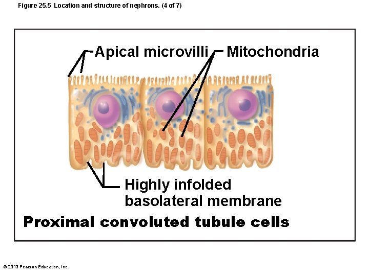 Figure 25. 5 Location and structure of nephrons. (4 of 7) Apical microvilli Mitochondria