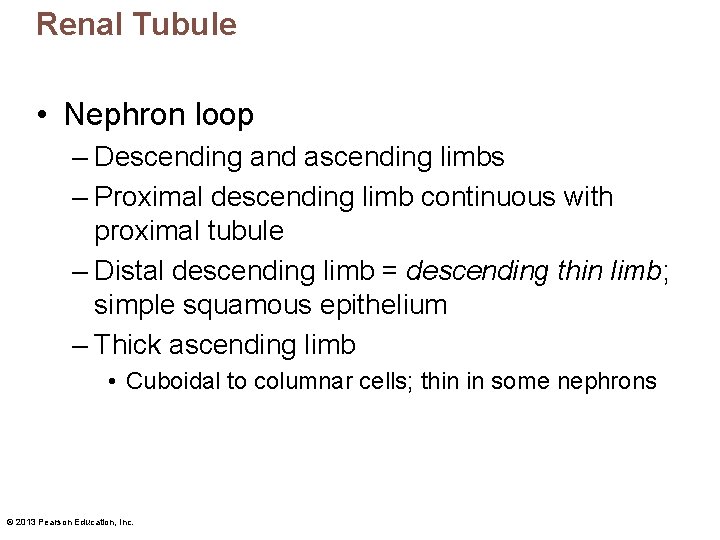 Renal Tubule • Nephron loop – Descending and ascending limbs – Proximal descending limb