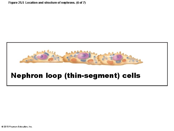 Figure 25. 5 Location and structure of nephrons. (6 of 7) Nephron loop (thin-segment)