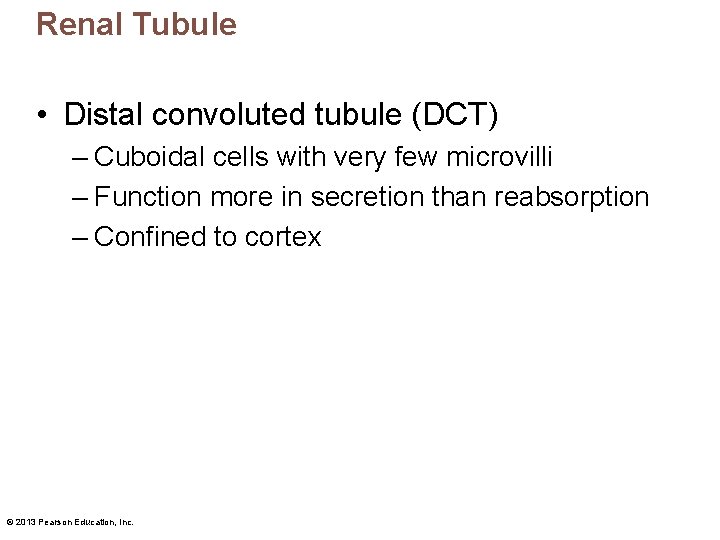 Renal Tubule • Distal convoluted tubule (DCT) – Cuboidal cells with very few microvilli