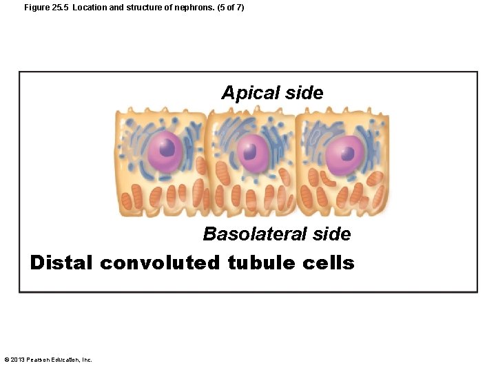 Figure 25. 5 Location and structure of nephrons. (5 of 7) Apical side Basolateral