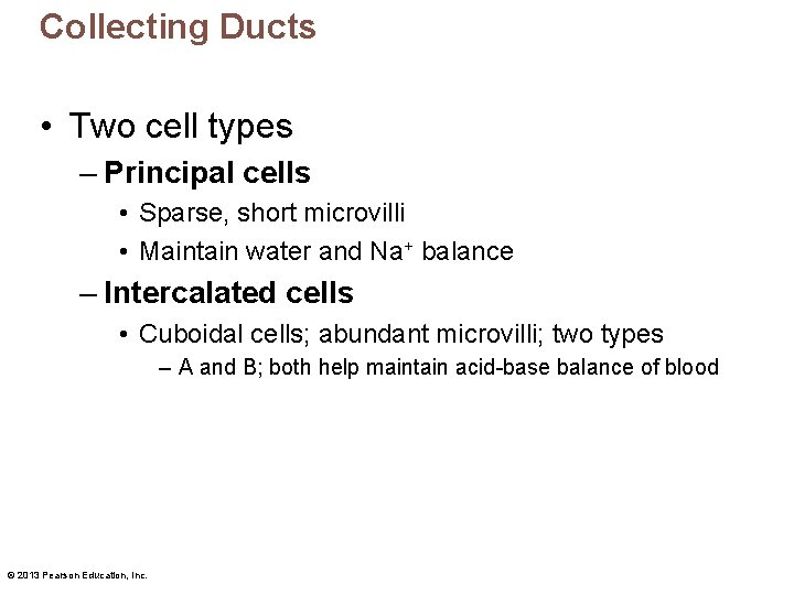 Collecting Ducts • Two cell types – Principal cells • Sparse, short microvilli •