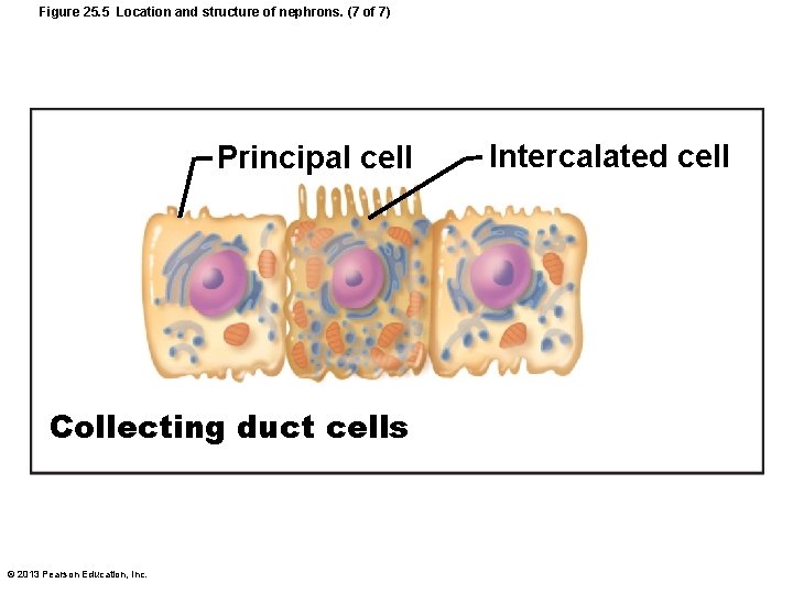 Figure 25. 5 Location and structure of nephrons. (7 of 7) Principal cell Collecting