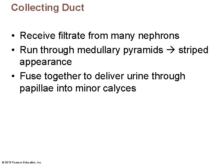 Collecting Duct • Receive filtrate from many nephrons • Run through medullary pyramids striped