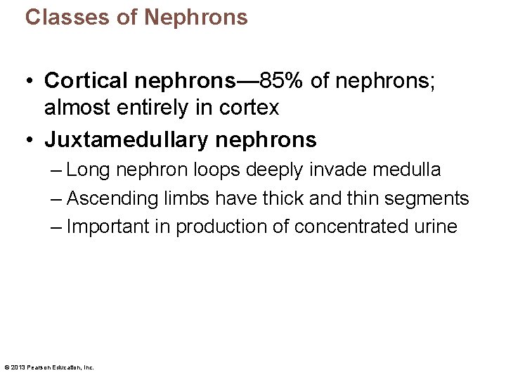 Classes of Nephrons • Cortical nephrons— 85% of nephrons; almost entirely in cortex •