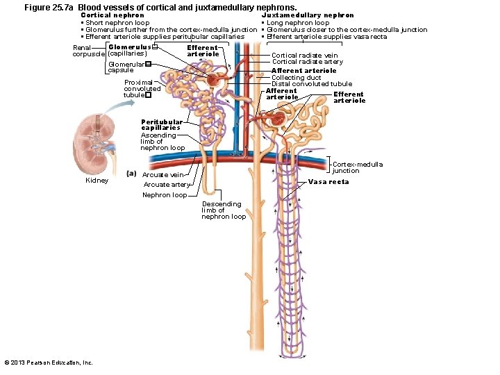 Figure 25. 7 a Blood vessels of cortical and juxtamedullary nephrons. Cortical nephron •