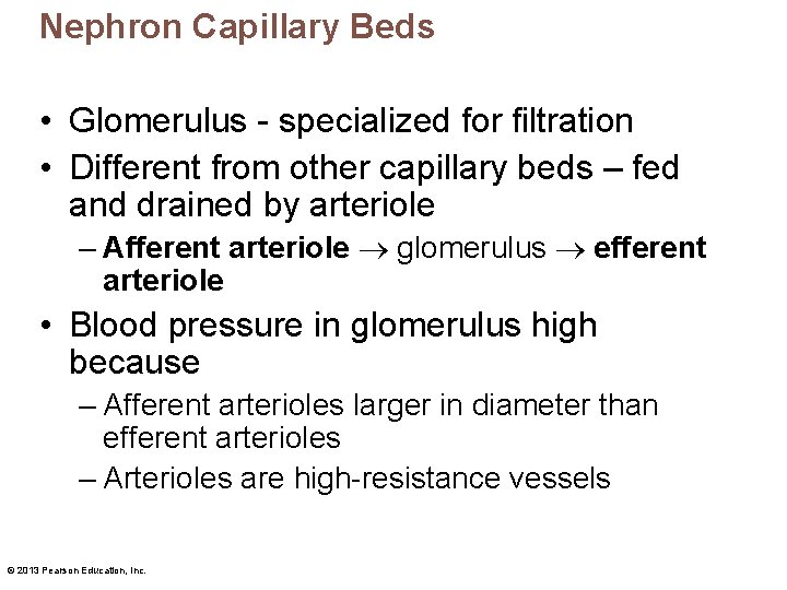 Nephron Capillary Beds • Glomerulus - specialized for filtration • Different from other capillary