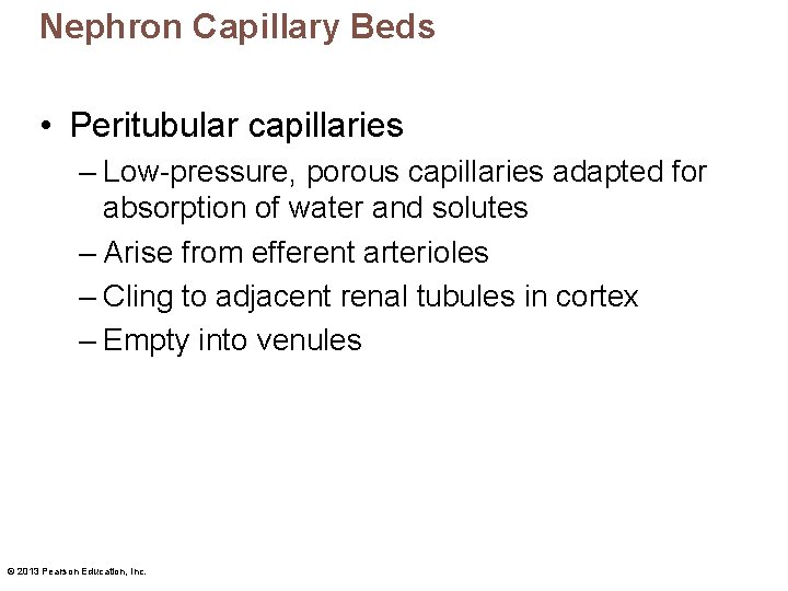 Nephron Capillary Beds • Peritubular capillaries – Low-pressure, porous capillaries adapted for absorption of