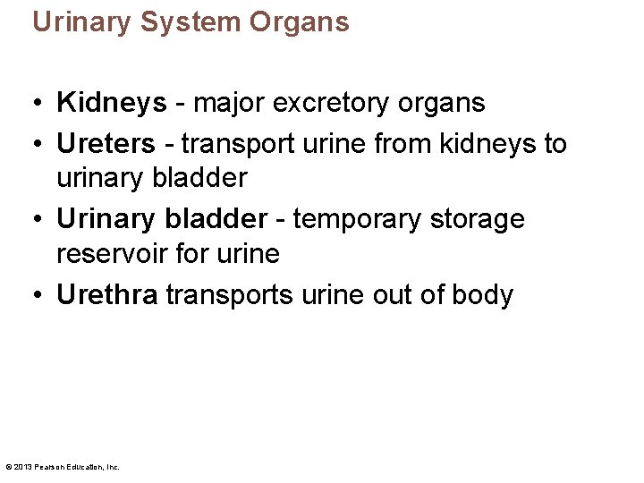 Urinary System Organs • Kidneys - major excretory organs • Ureters - transport urine