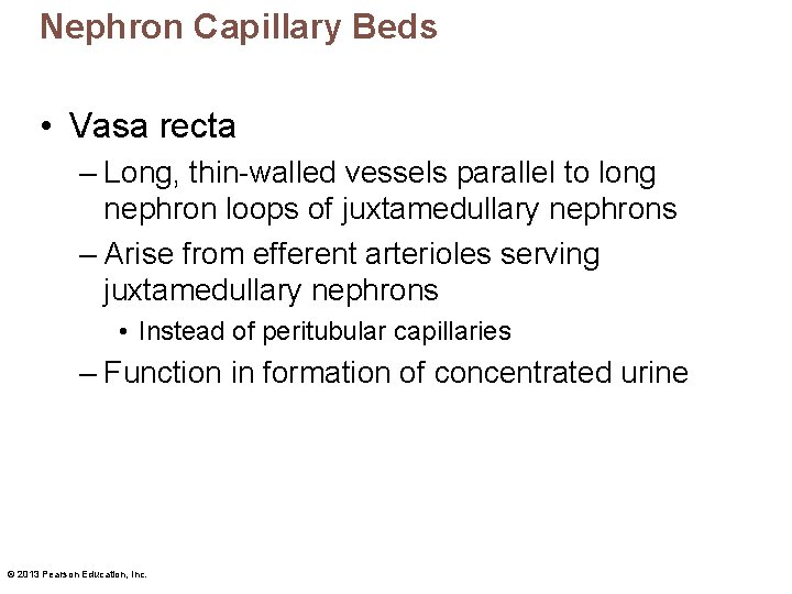 Nephron Capillary Beds • Vasa recta – Long, thin-walled vessels parallel to long nephron