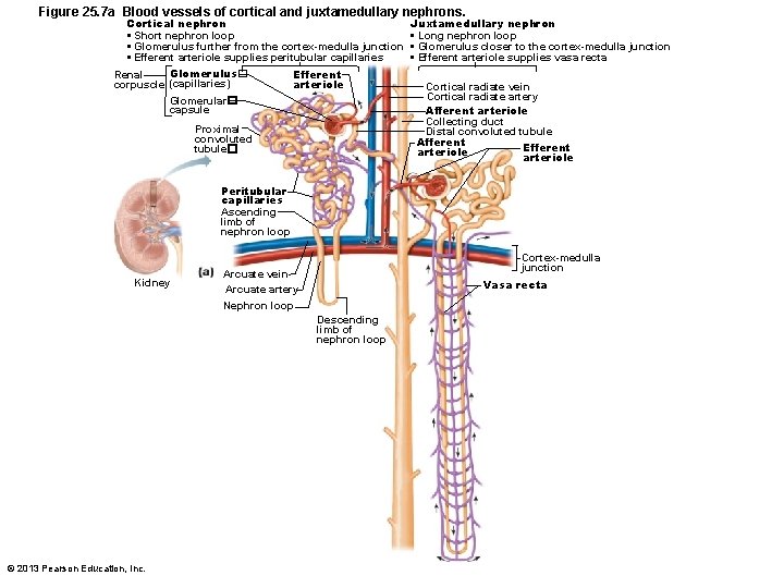 Figure 25. 7 a Blood vessels of cortical and juxtamedullary nephrons. Cortical nephron •