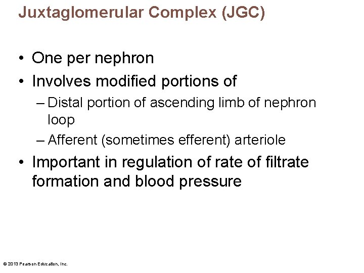 Juxtaglomerular Complex (JGC) • One per nephron • Involves modified portions of – Distal