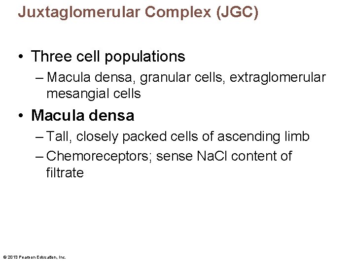 Juxtaglomerular Complex (JGC) • Three cell populations – Macula densa, granular cells, extraglomerular mesangial