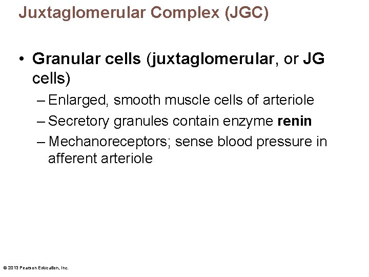 Juxtaglomerular Complex (JGC) • Granular cells (juxtaglomerular, or JG cells) – Enlarged, smooth muscle