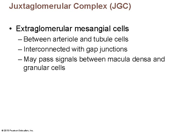 Juxtaglomerular Complex (JGC) • Extraglomerular mesangial cells – Between arteriole and tubule cells –