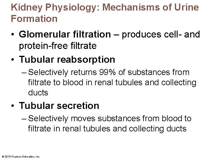 Kidney Physiology: Mechanisms of Urine Formation • Glomerular filtration – produces cell- and protein-free