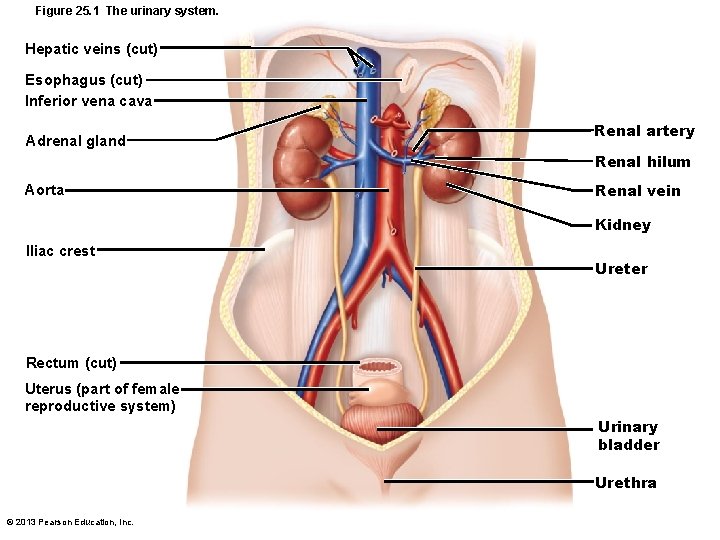 Figure 25. 1 The urinary system. Hepatic veins (cut) Esophagus (cut) Inferior vena cava
