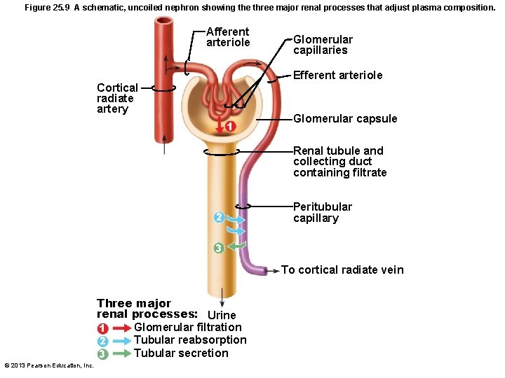 Figure 25. 9 A schematic, uncoiled nephron showing the three major renal processes that