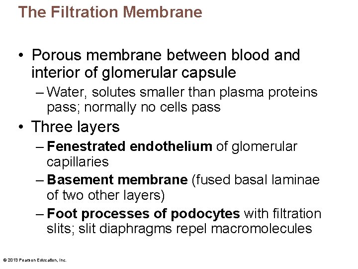 The Filtration Membrane • Porous membrane between blood and interior of glomerular capsule –