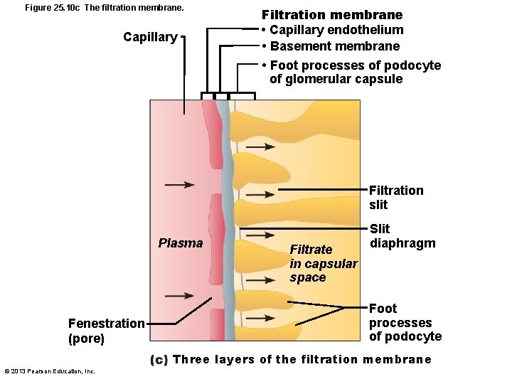 Figure 25. 10 c The filtration membrane. Capillary Filtration membrane • Capillary endothelium •