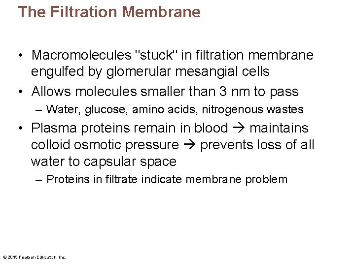 The Filtration Membrane • Macromolecules "stuck" in filtration membrane engulfed by glomerular mesangial cells