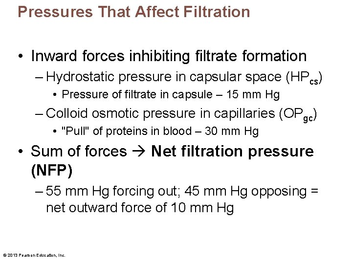 Pressures That Affect Filtration • Inward forces inhibiting filtrate formation – Hydrostatic pressure in