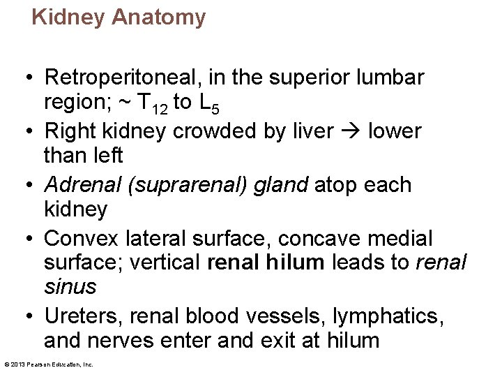 Kidney Anatomy • Retroperitoneal, in the superior lumbar region; ~ T 12 to L