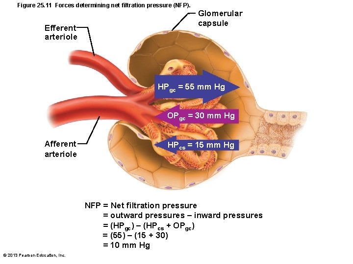 Figure 25. 11 Forces determining net filtration pressure (NFP). Efferent arteriole Glomerular capsule HPgc