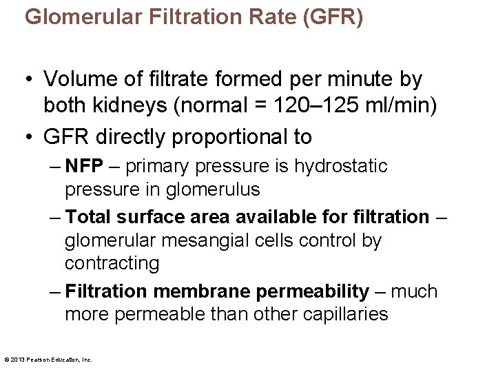 Glomerular Filtration Rate (GFR) • Volume of filtrate formed per minute by both kidneys