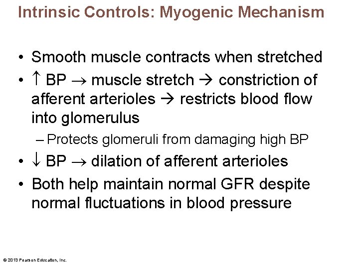 Intrinsic Controls: Myogenic Mechanism • Smooth muscle contracts when stretched • BP muscle stretch