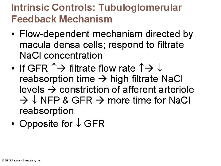 Intrinsic Controls: Tubuloglomerular Feedback Mechanism • Flow-dependent mechanism directed by macula densa cells; respond