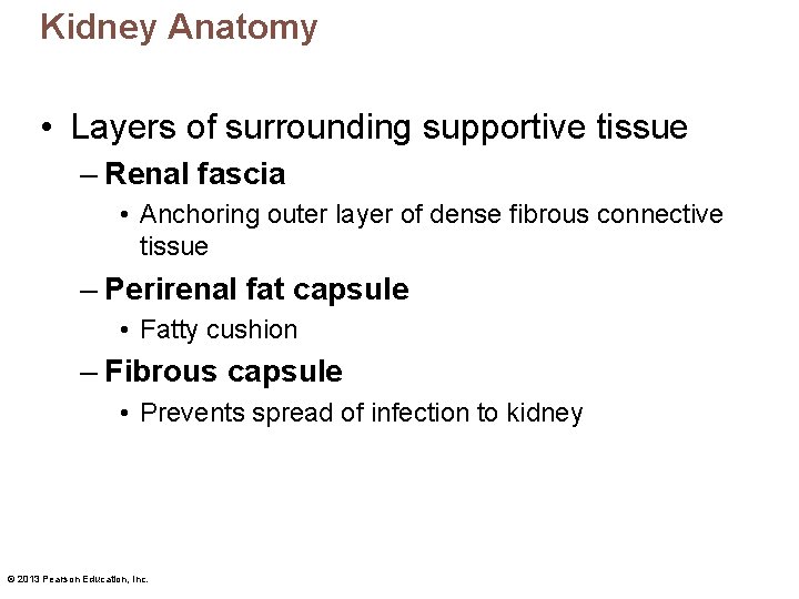 Kidney Anatomy • Layers of surrounding supportive tissue – Renal fascia • Anchoring outer