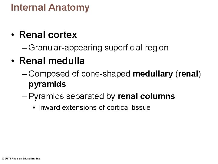 Internal Anatomy • Renal cortex – Granular-appearing superficial region • Renal medulla – Composed