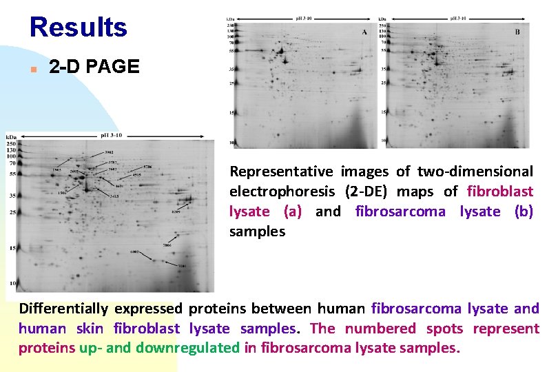 Results n 2 -D PAGE Representative images of two-dimensional electrophoresis (2 -DE) maps of