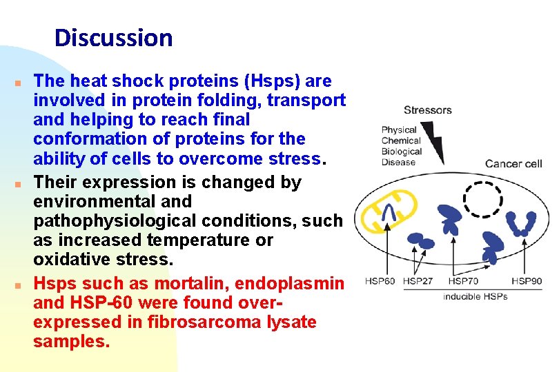 Discussion n The heat shock proteins (Hsps) are involved in protein folding, transport and