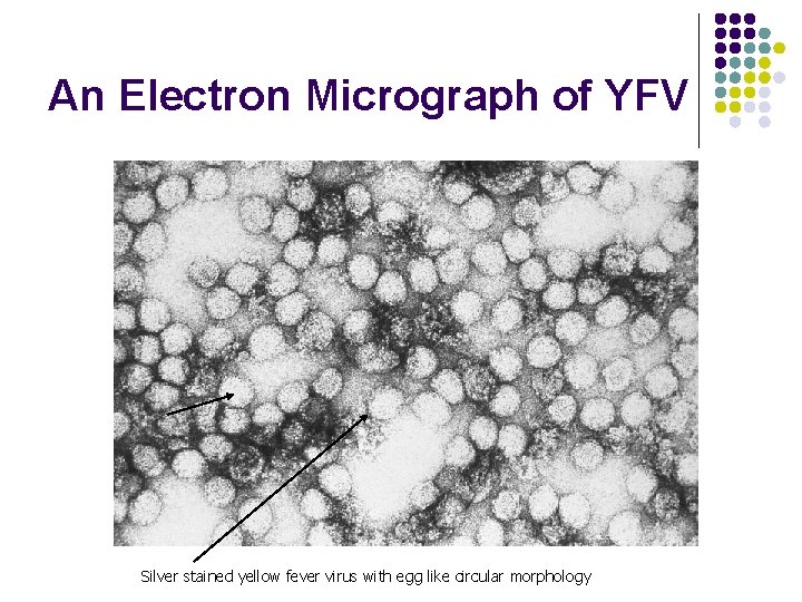 An Electron Micrograph of YFV Silver stained yellow fever virus with egg like circular